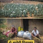 लैलूंगा में अवैध पोस्ता खेती पर बड़ी कार्रवाई, दो आरोपी गिरफ्तार