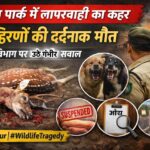 संजय पार्क में लापरवाही का खूनी खेल: 15 हिरणों की मौत से मचा हड़कंप”सुरक्षा में चूक बनी मौत का कारण
