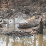 दलदल में दबने से शावक हाथी की मौत, एक सप्ताह में दूसरी घटना से वन विभाग पर उठे सवाल