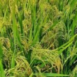 चक्रवात और बेमौसम बारिश से फसल नुकसान पर मिलेगा बीमा का लाभ, 15 दिन में भुगतान का प्रावधान